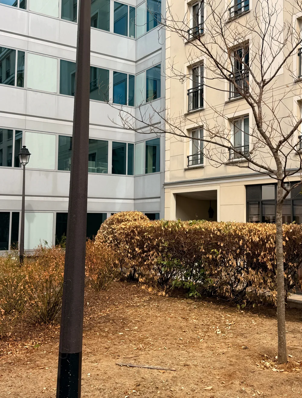 Une haie taillée dont toutes les feuilles sont brunies et desséchées, devant la façade vitrée d’un immeuble de bureaux et un bâtiment d’habitation clair. Au sol, de la terre nue jonchée de feuilles mortes, et un jeune arbre sans feuilles.